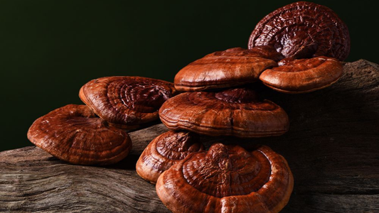 Reishi gomba – az ősi gyógygombától a modern tudományig